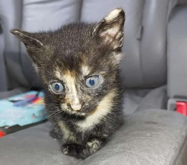 Vi presentiamo i nostri bellissimi micini. Foto 2